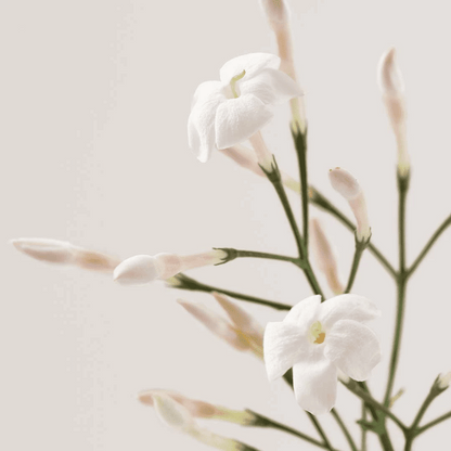 Payot No2 Soothing Cashmere Cream 50ml